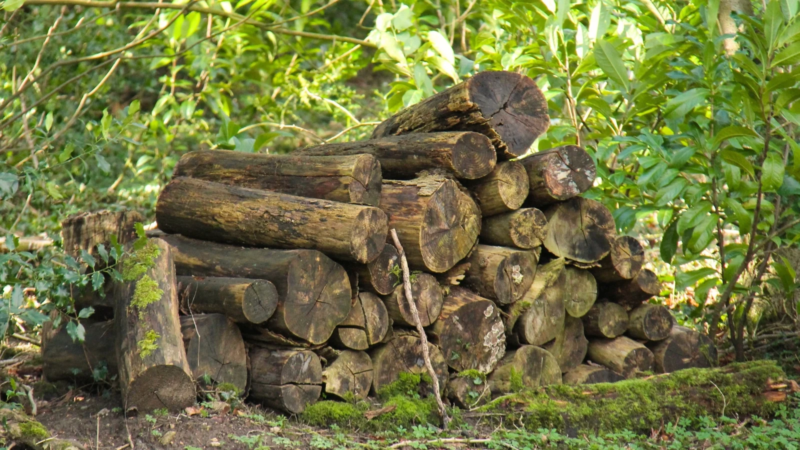 pile of wood logs
