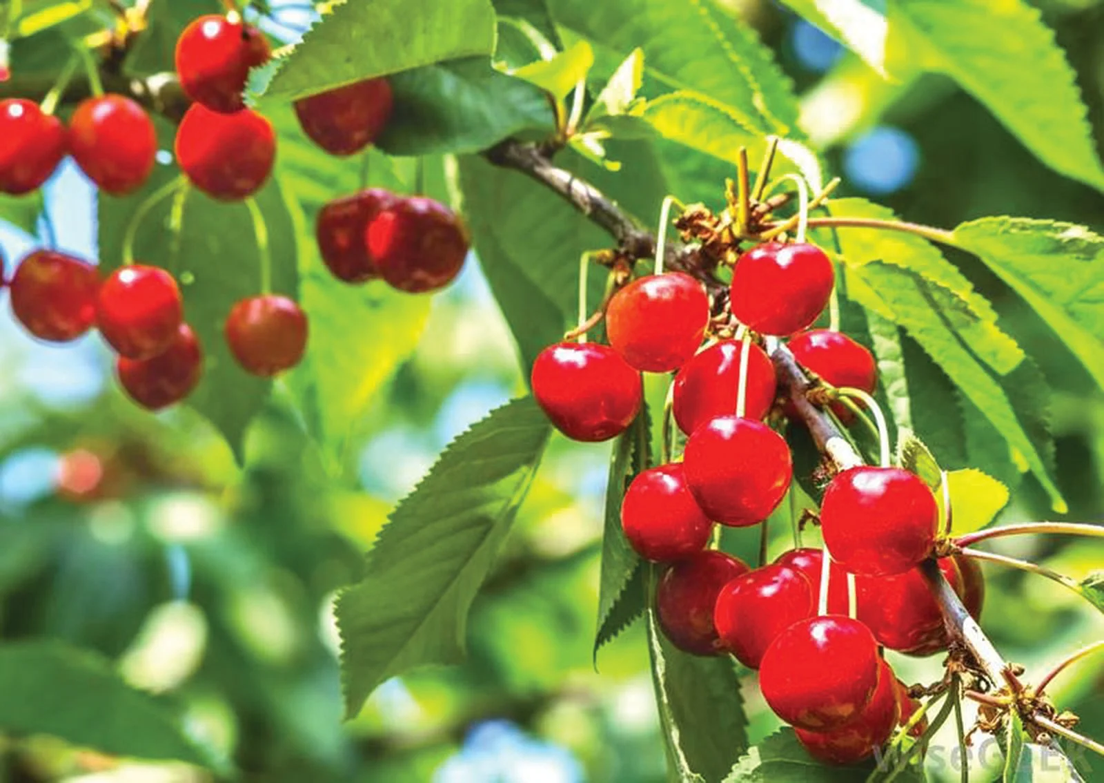 cay montmorency cherry