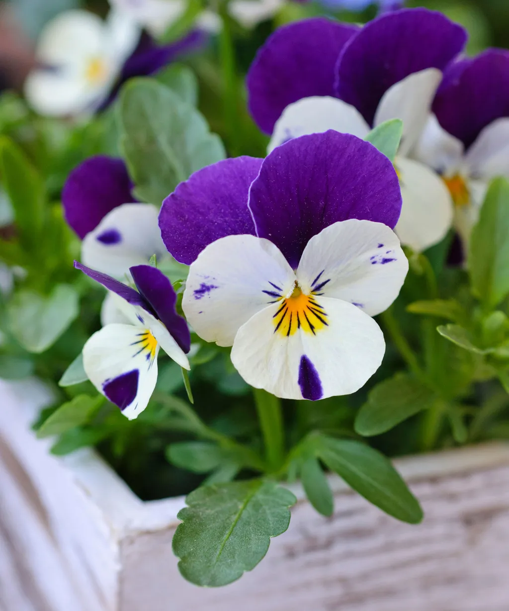 cay hoa viola