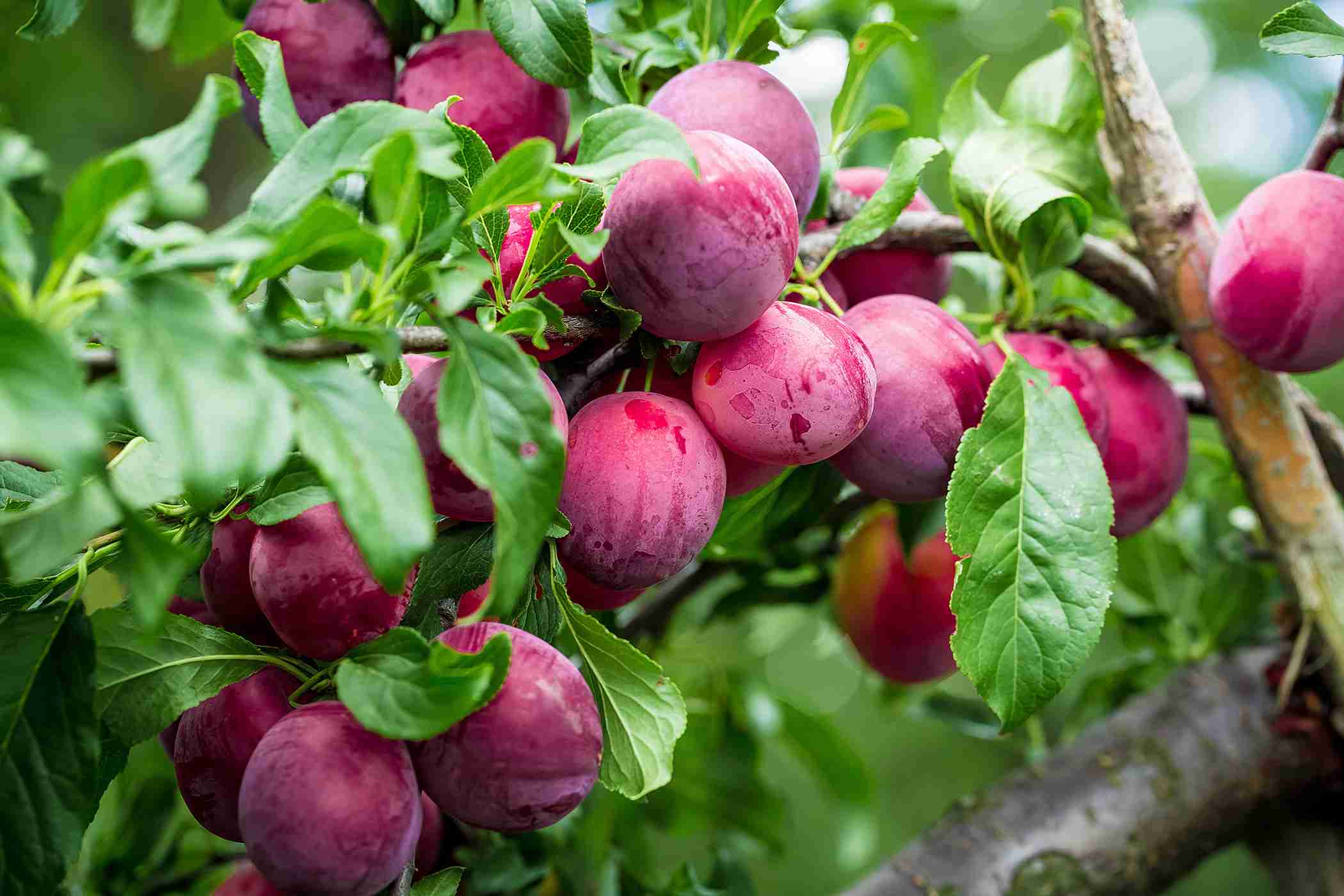 plantnet rootstock plum dwarf narrabeen