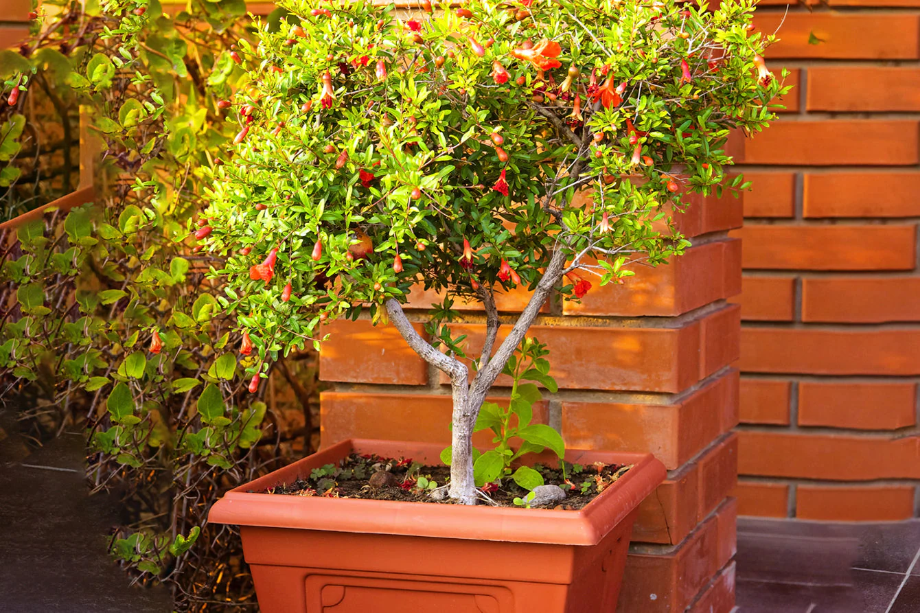 pomegranateincontainersblog