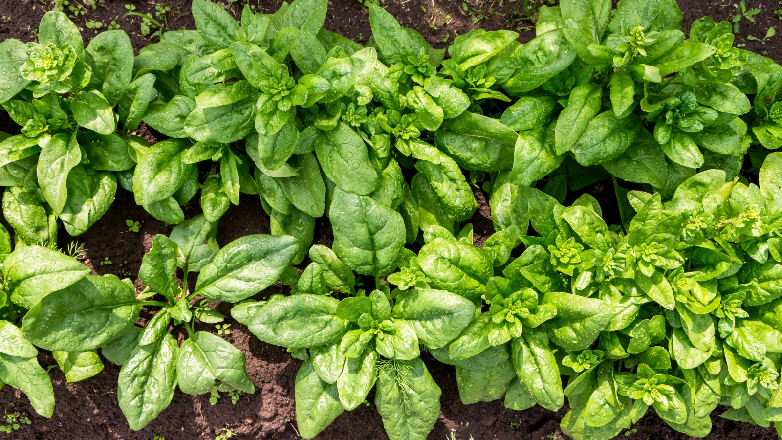 spinach sow and grow 