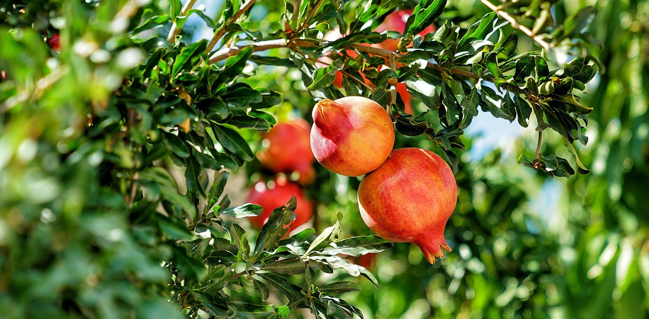 pomegranate 28255561280
