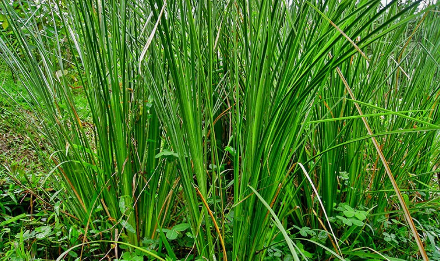 co vetiver1