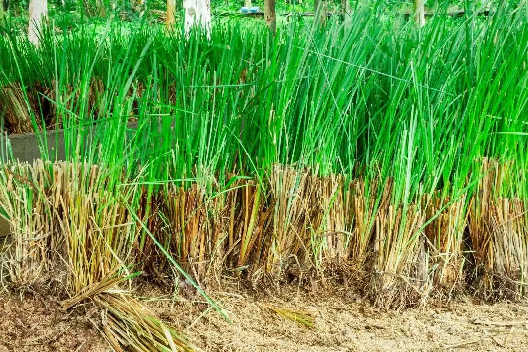 co huong bai vetiver trong nuoc hoa co mui gi