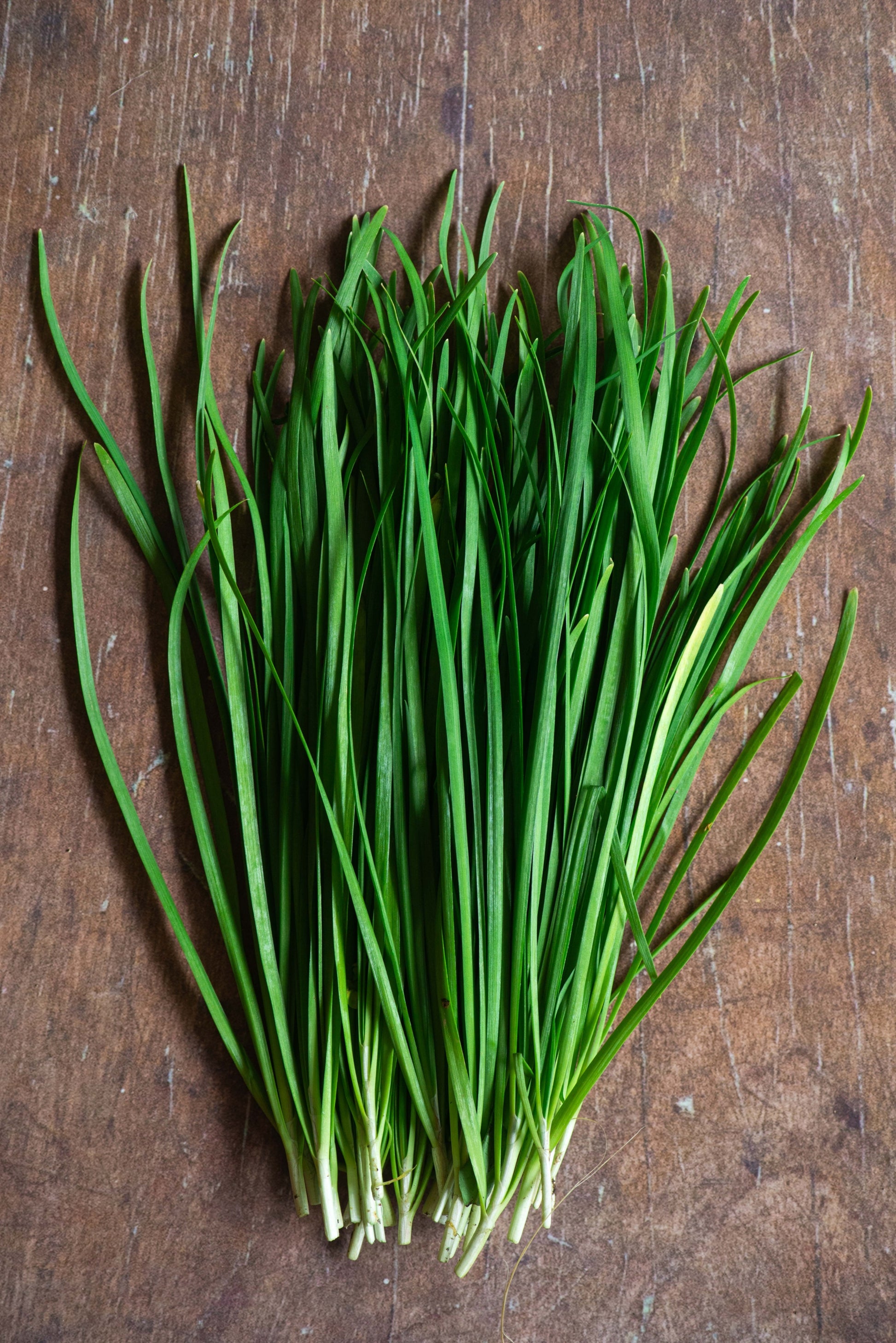 garlicchives 1782535309258855627487