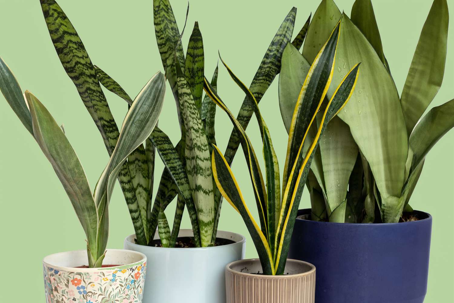 care for snake plants gettyimages 1449761262 b7dd224c88944c4ea2b57197154273c3