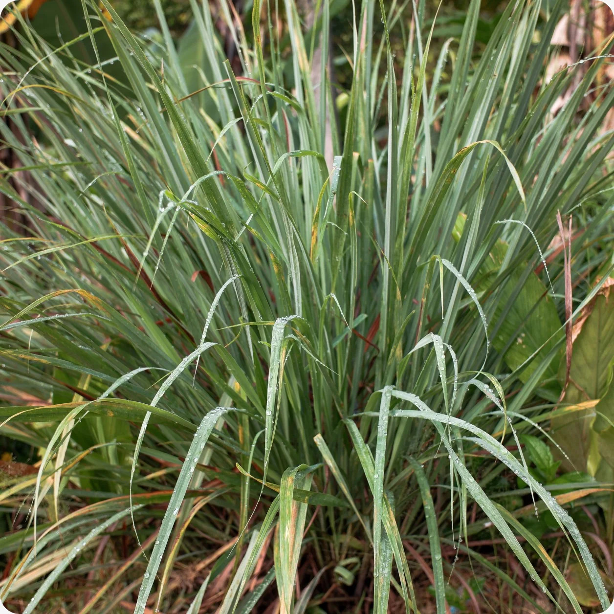 lemongrass cymbopogonflexuosus