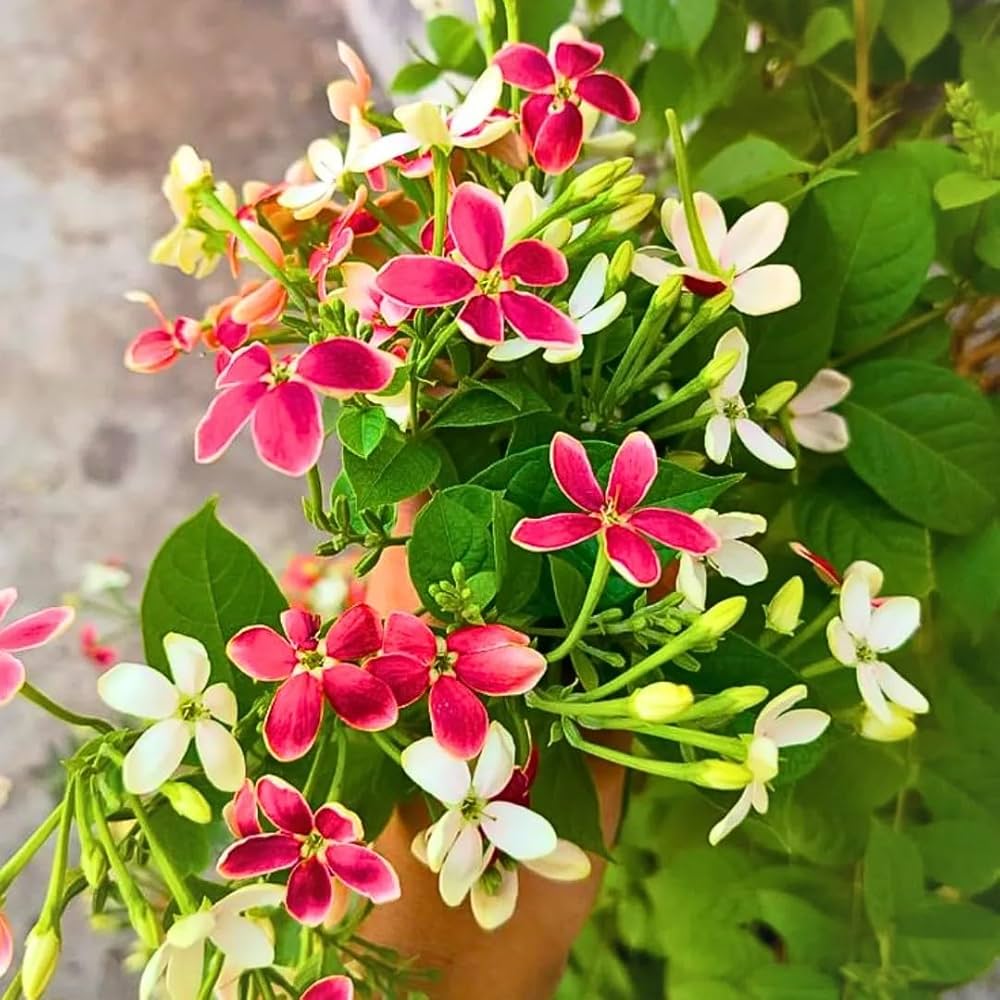 cay hoa su quan tu