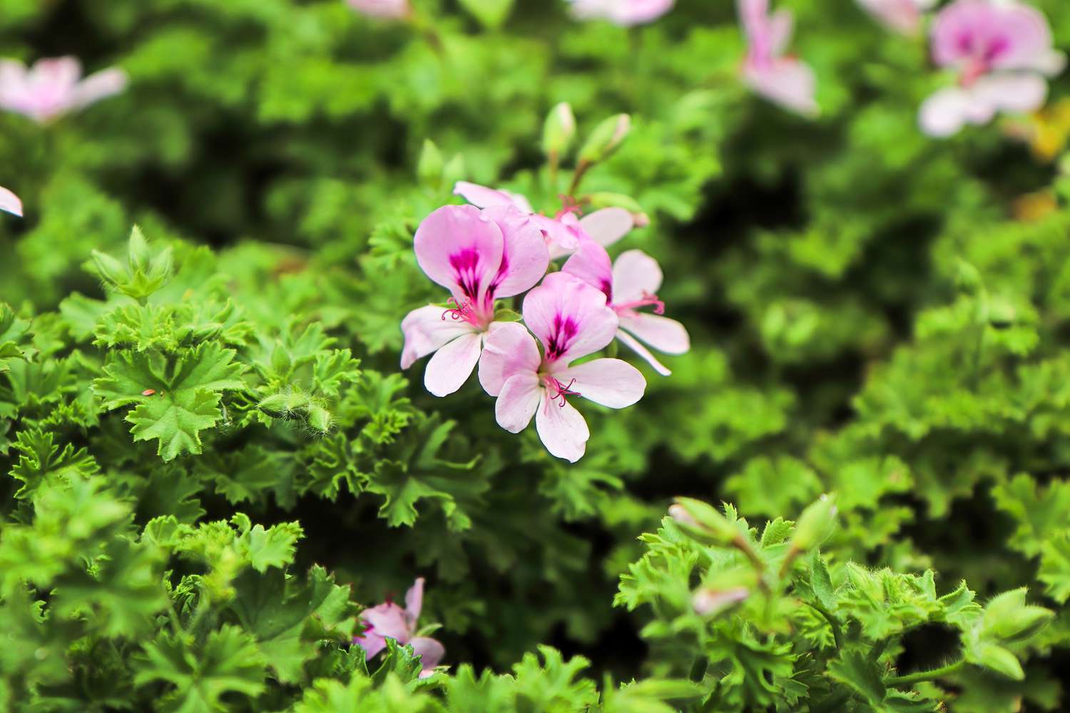 growing caring citronella flower getty 0523 dc820baaacdc438dbfa44bc57ac76919