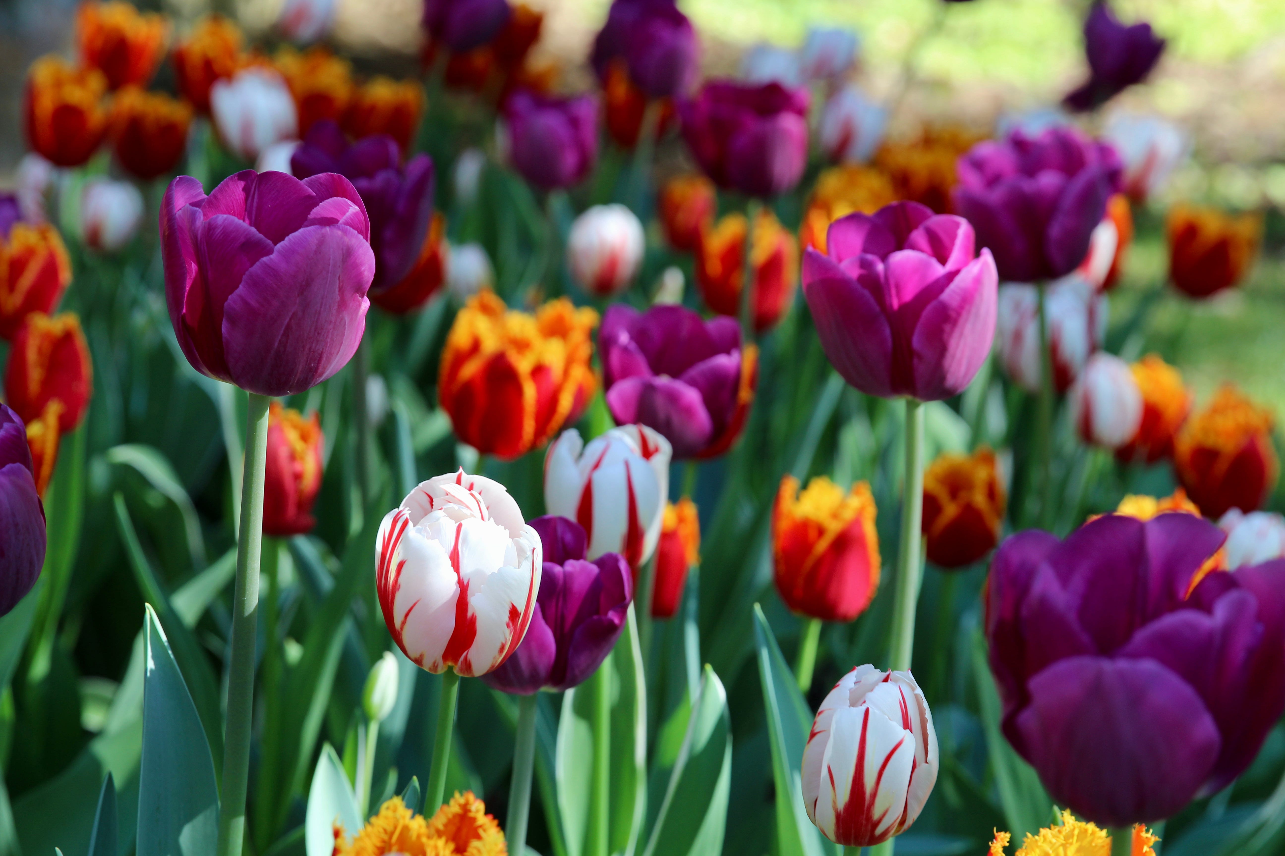 hoa tulip