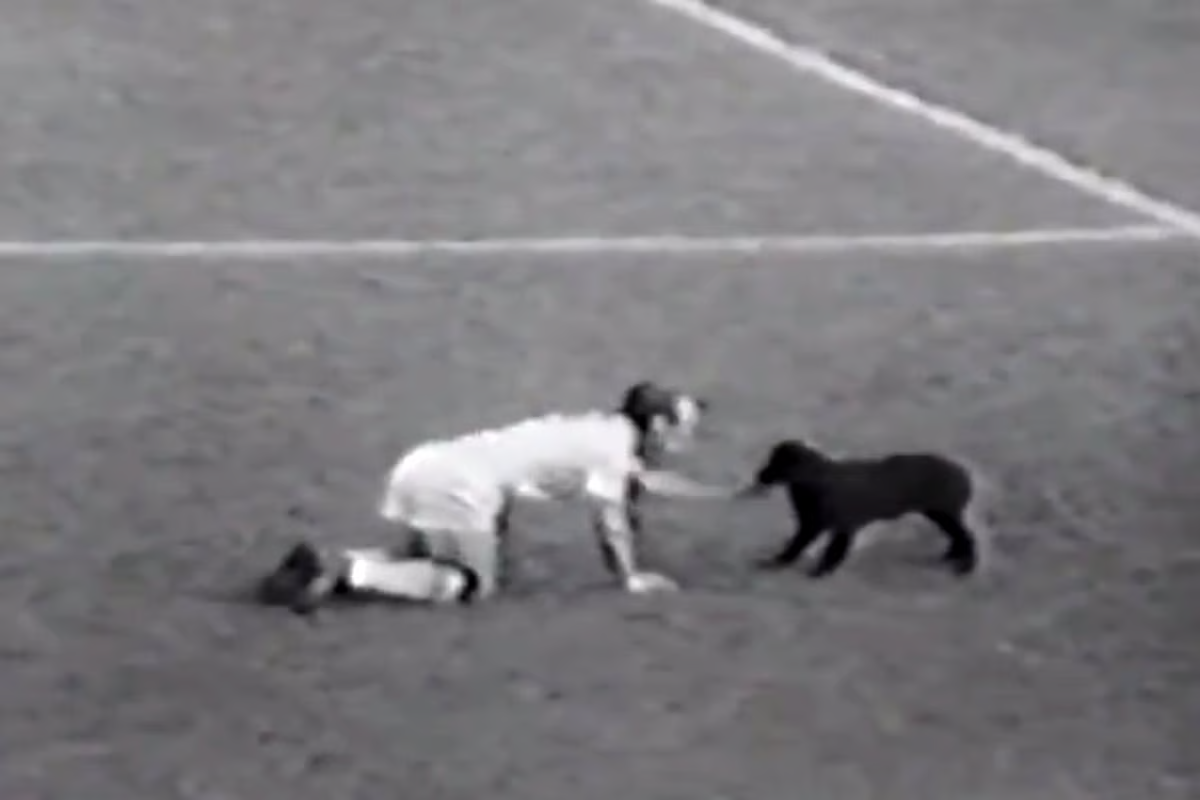 jimmy greaves world cup 1962 dog