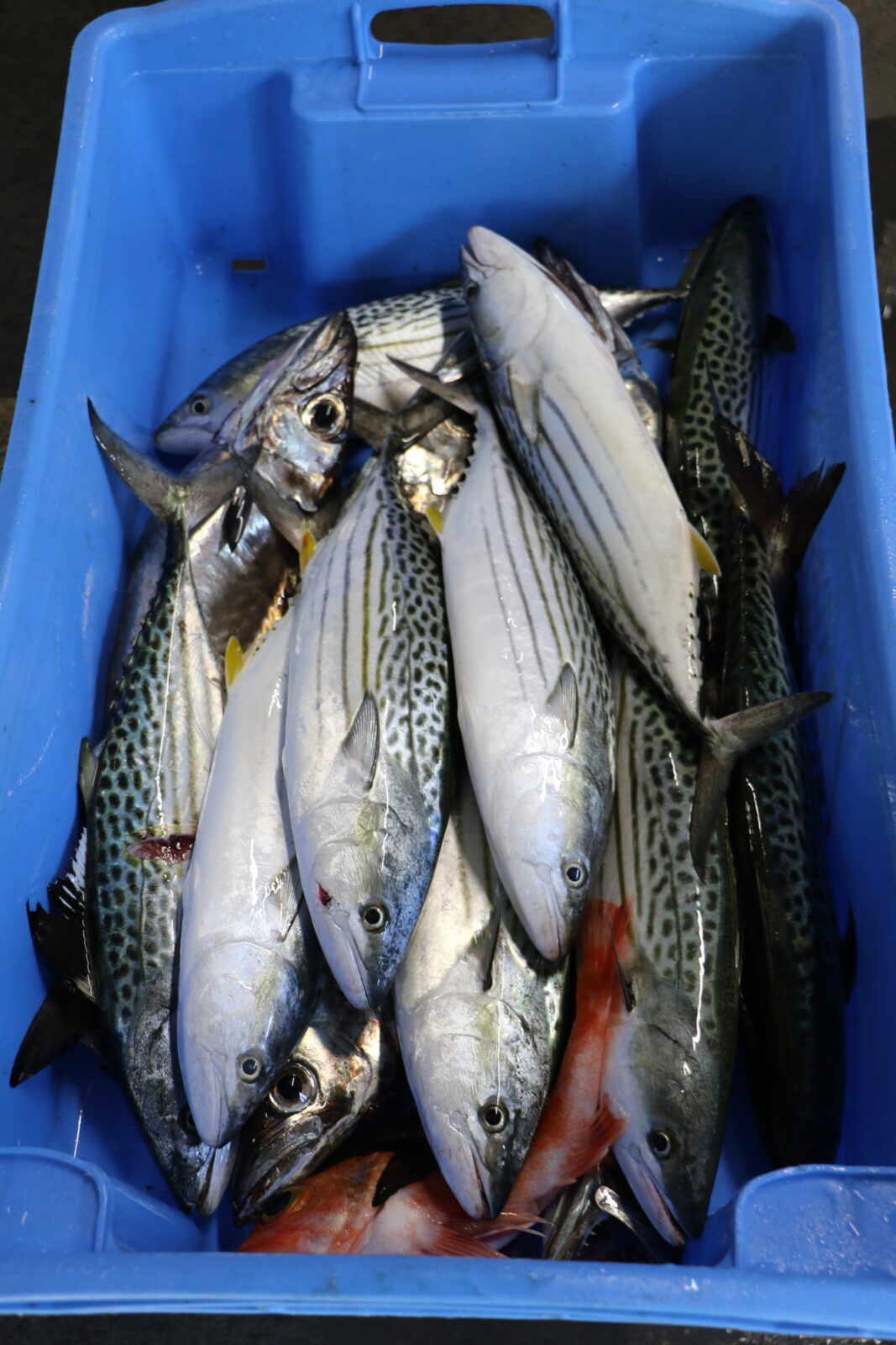 mat ca fishing world