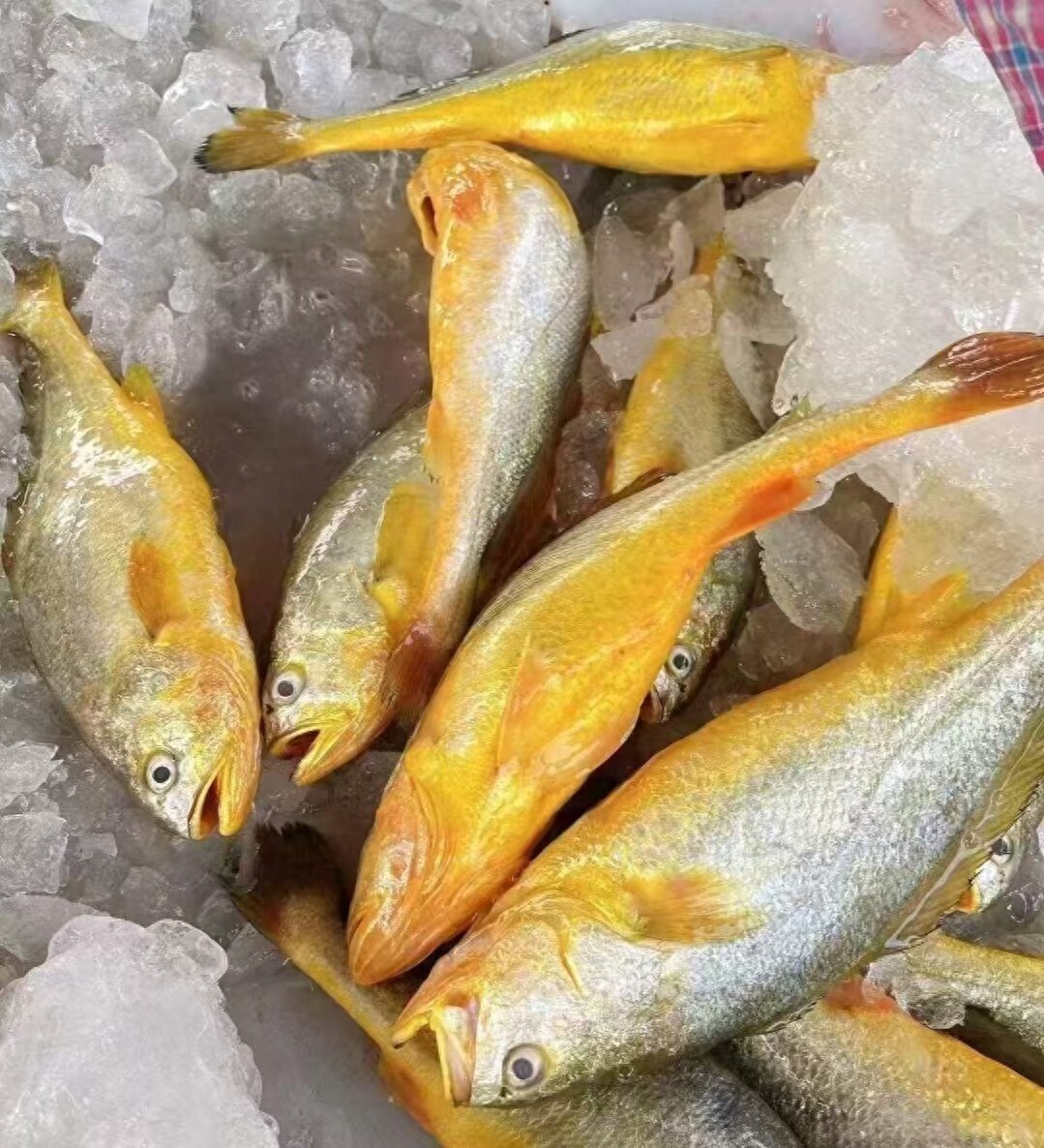 ca du vang nho thanh nien viet