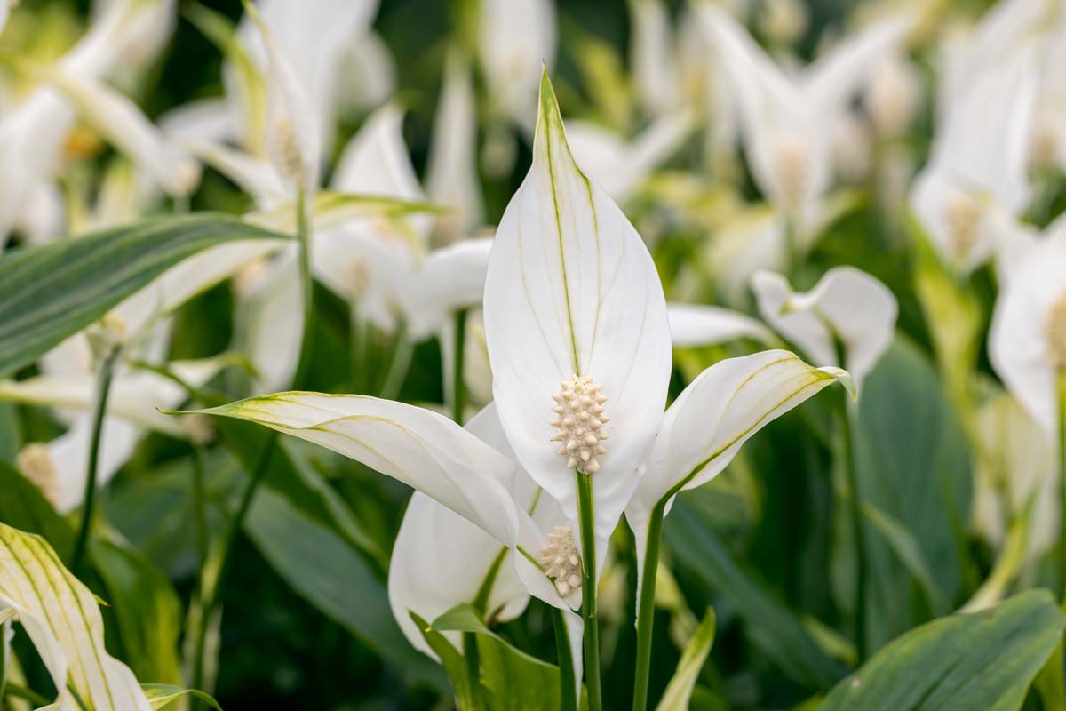 how to fix peace lilies not blooming
