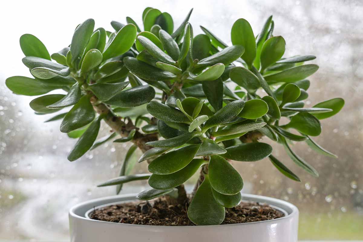 how to grow jade feature
