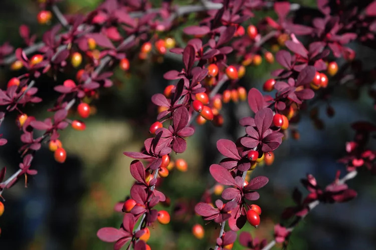 japanese barberry shrubs 213225002 a8c2123259f6417cb369ae36457efced