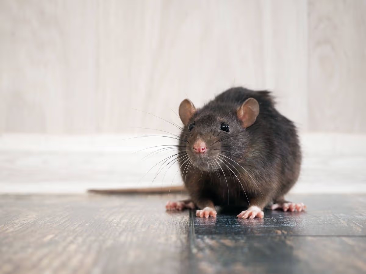 1rat in the house on the floor