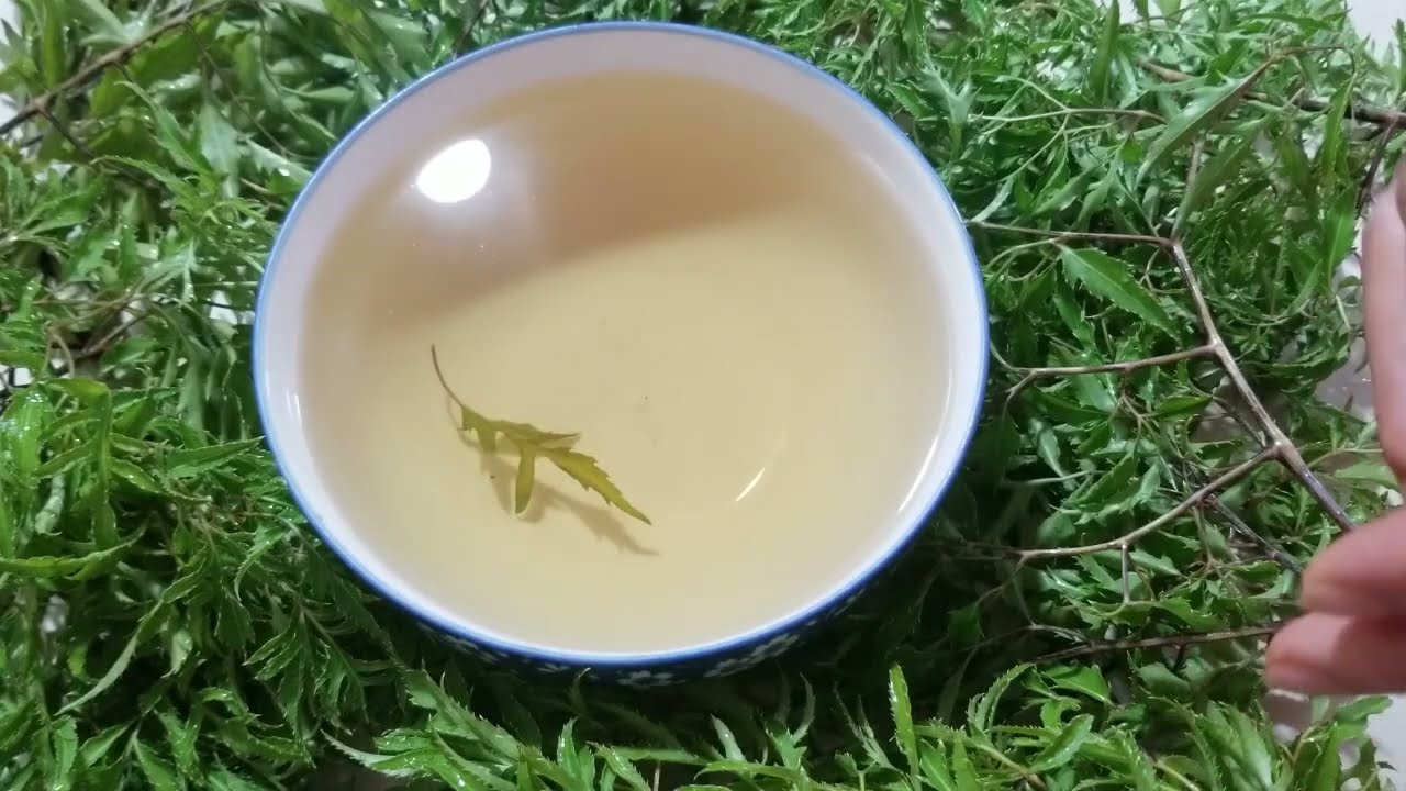 Lời khuyên dành cho tất cả những ai uống nước lá đinh lăng