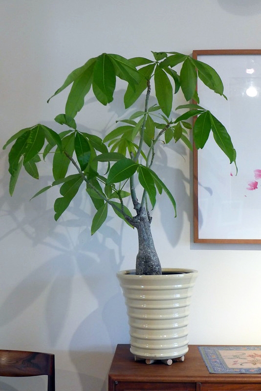 potted plant with palmately compound leaves pachira aquatica houseplant scott zona cc by nc 20