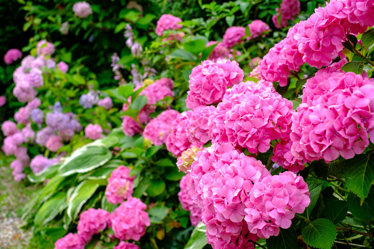 adobestock3215372722