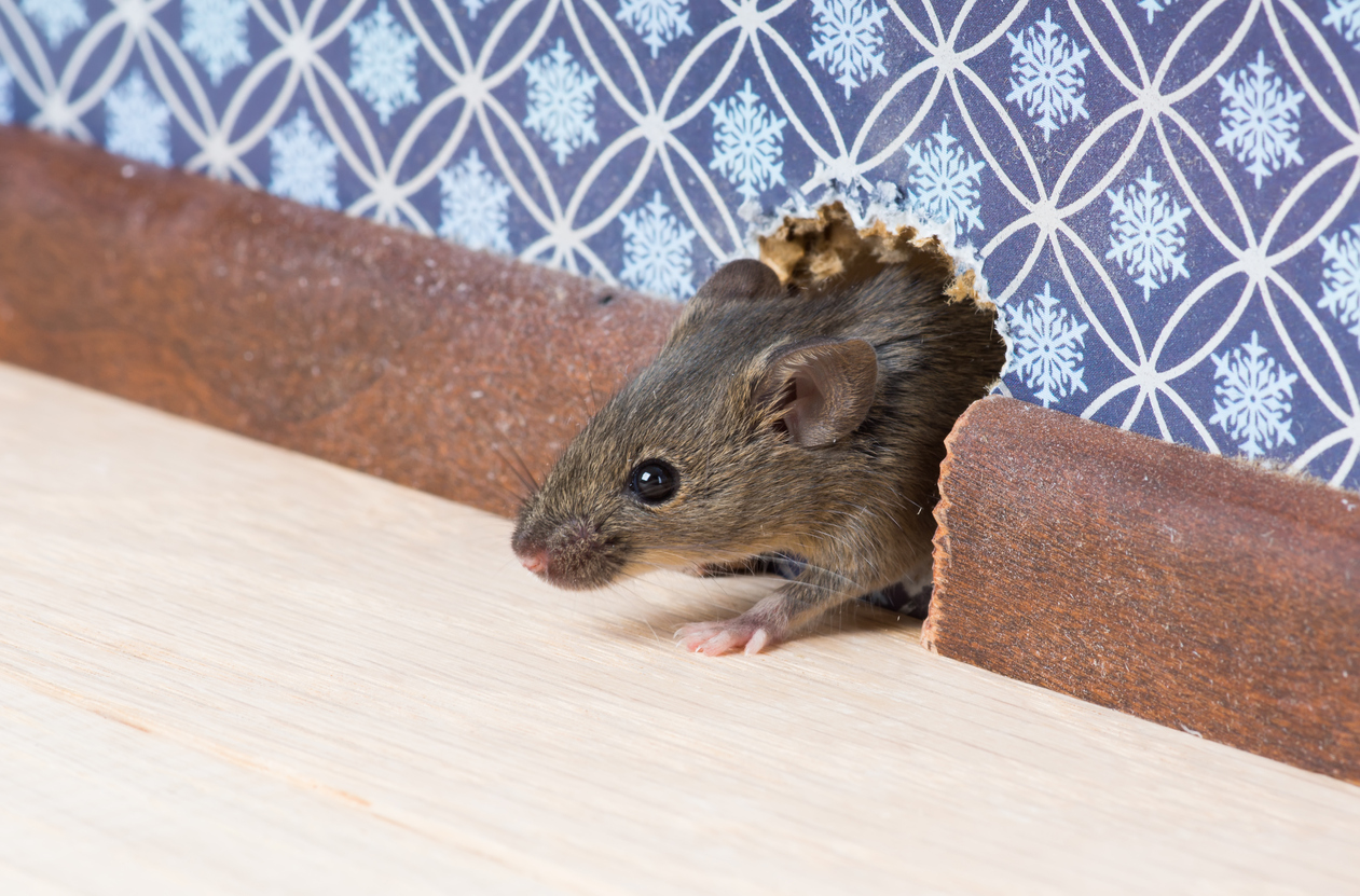mice control