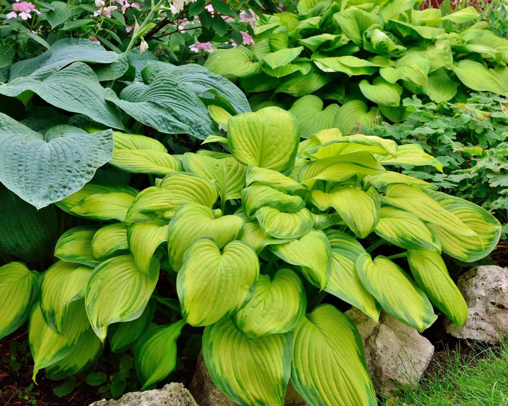 cay hostas muoi tru an