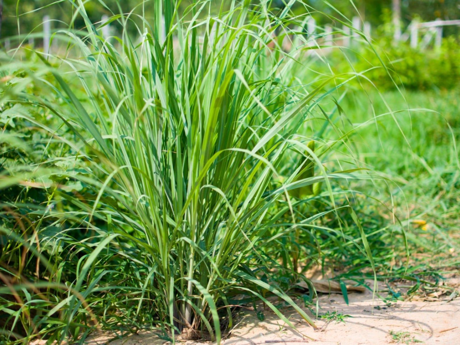 cay sa gardening know how