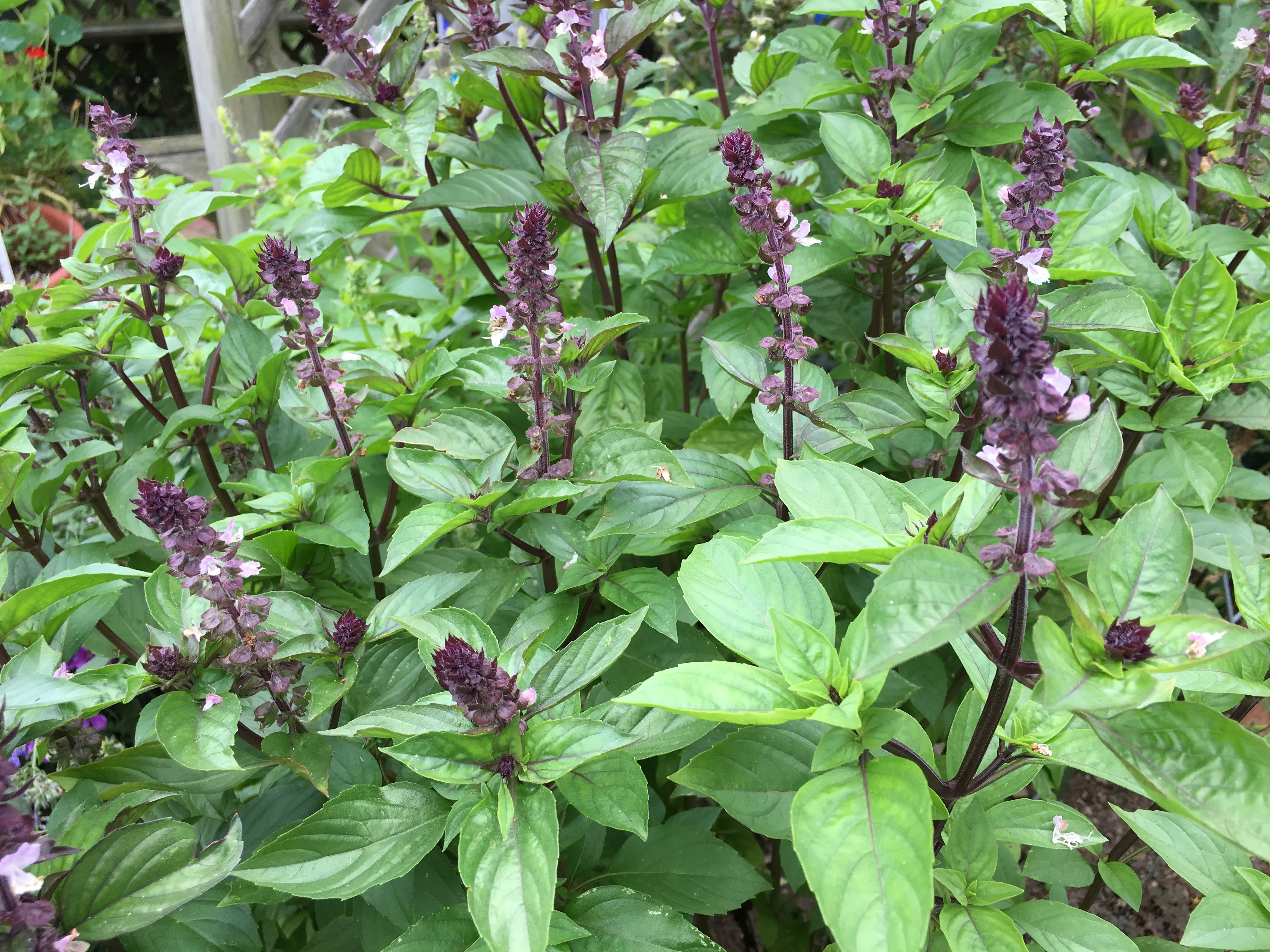 thai basil flowers