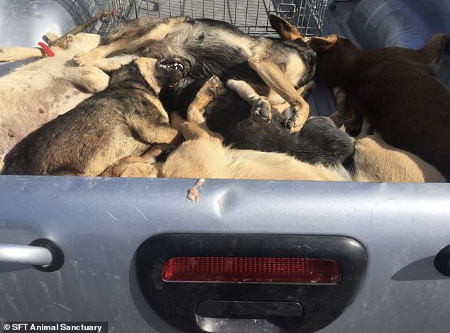 67167201 14280845 theanimalactivisthassharedheartbreakingphotosofslaughter a 31736814467357