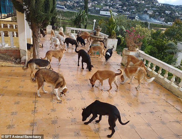 67167267 14280845 picturedstraydogsbroughttominisanctuaryinmorocco a 1421736840188615