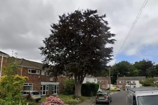 0screenshot 2025 02 26 at 84951 am