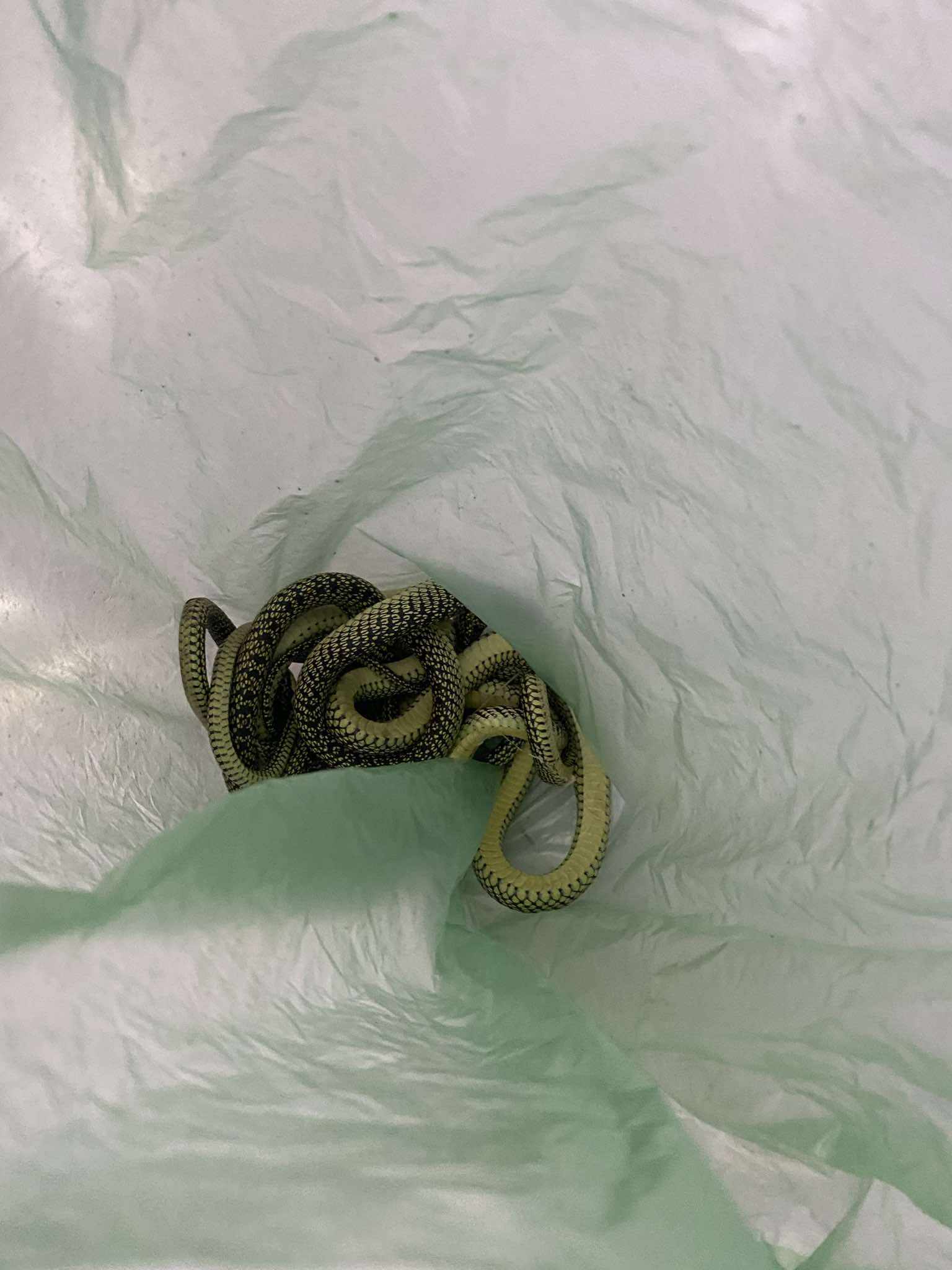 49435959811222920829996266503275650912061082n