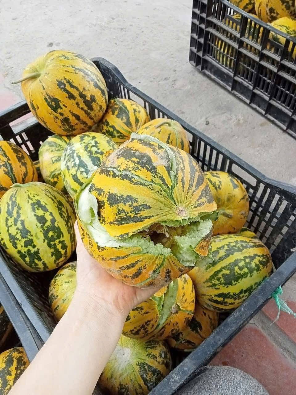 Loại quả rẻ bèo, không lo "ngậm" thuốc trừ sâu được ví như “quốc hồn quốc tuý” ở miền Bắc dịp hè- Ảnh 2.