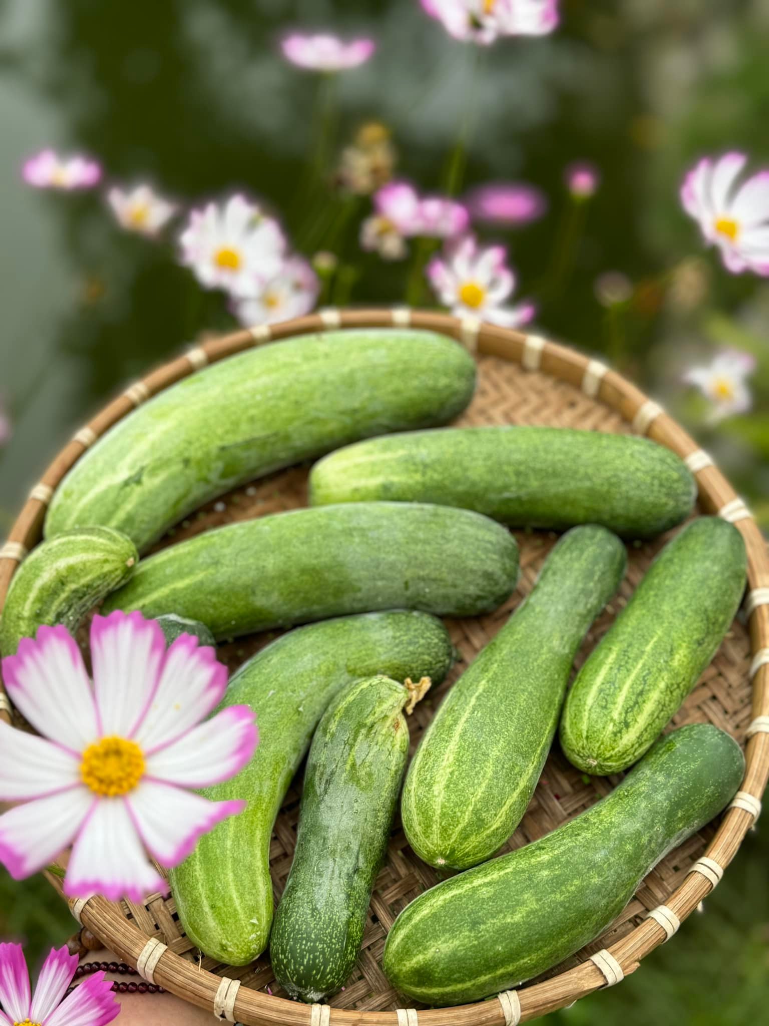 47254250111272205754512257779201613357620751n