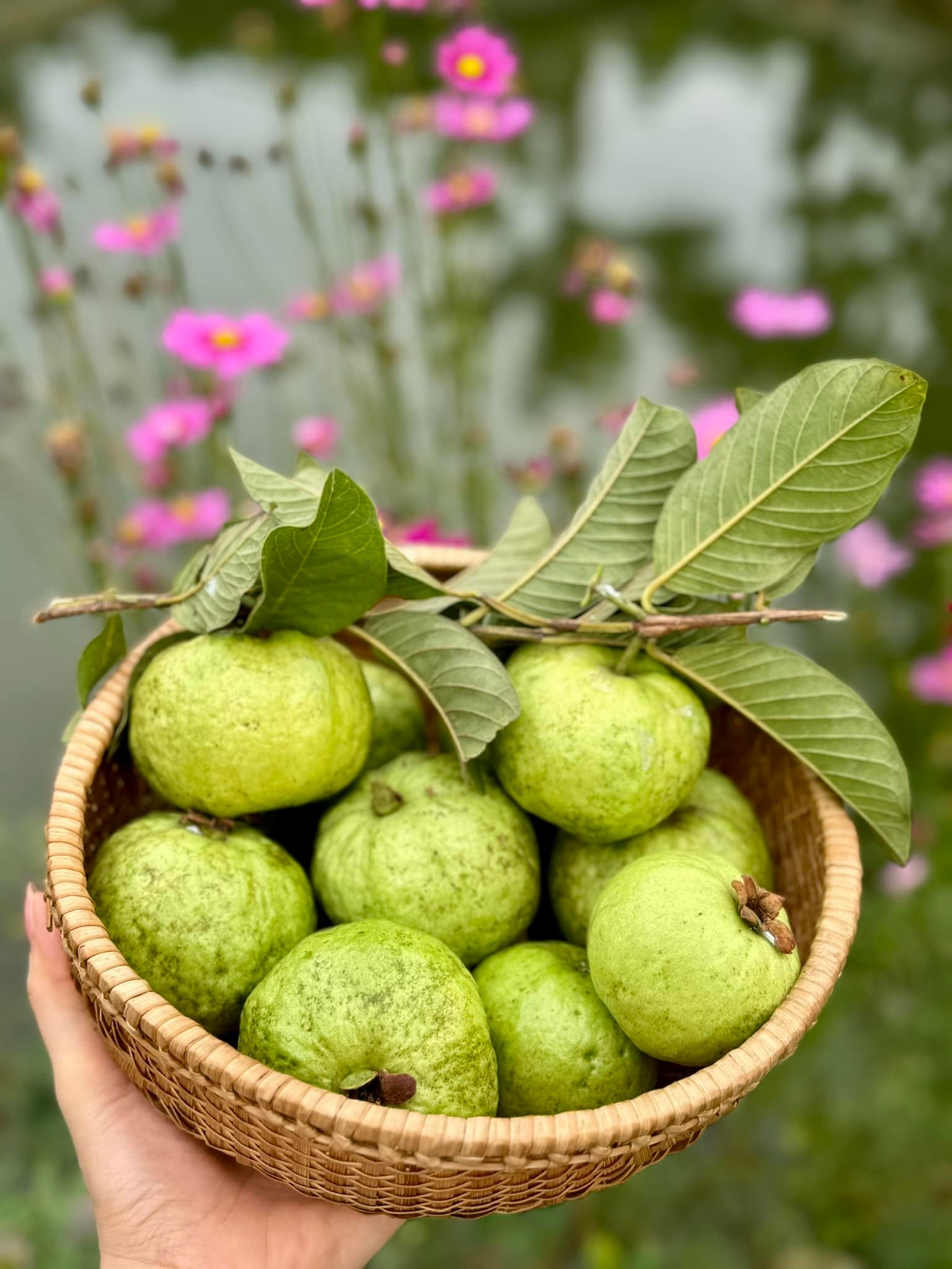 47275206411272207121178784318201799216264629n