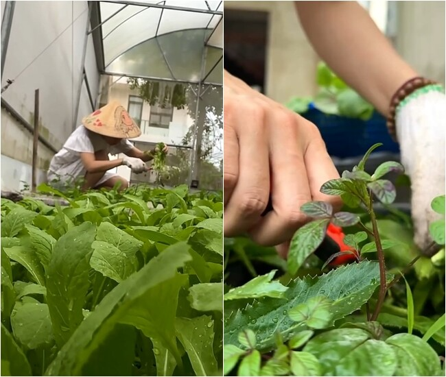 my tam ra vuon hai rau vao nau c