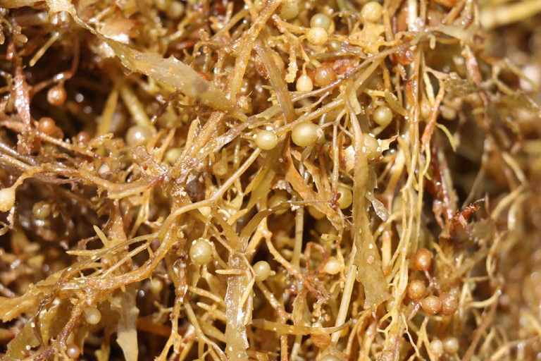 thanh phan hoa hoc cua rong mo 526befbb5b202503012133430750350