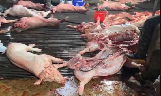 65738556413845067170535183552149931739646732n