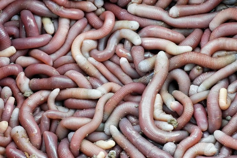 sa sung kho quang ninh 1