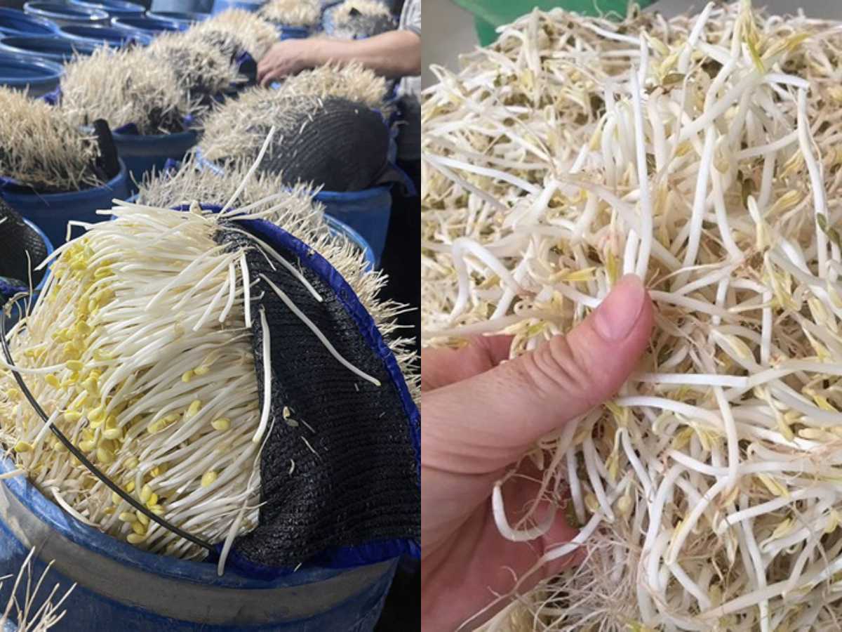 510 tan gia do ngam hoa chat 6 benzylaminopurine cho tuon ra cho dau moi chuyen gia canh bao tac hai va cach chon gia do sach anh3