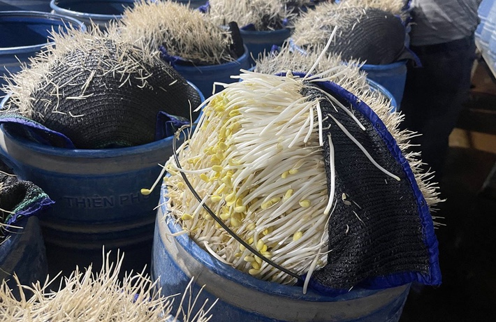 510 tấn giá đỗ 