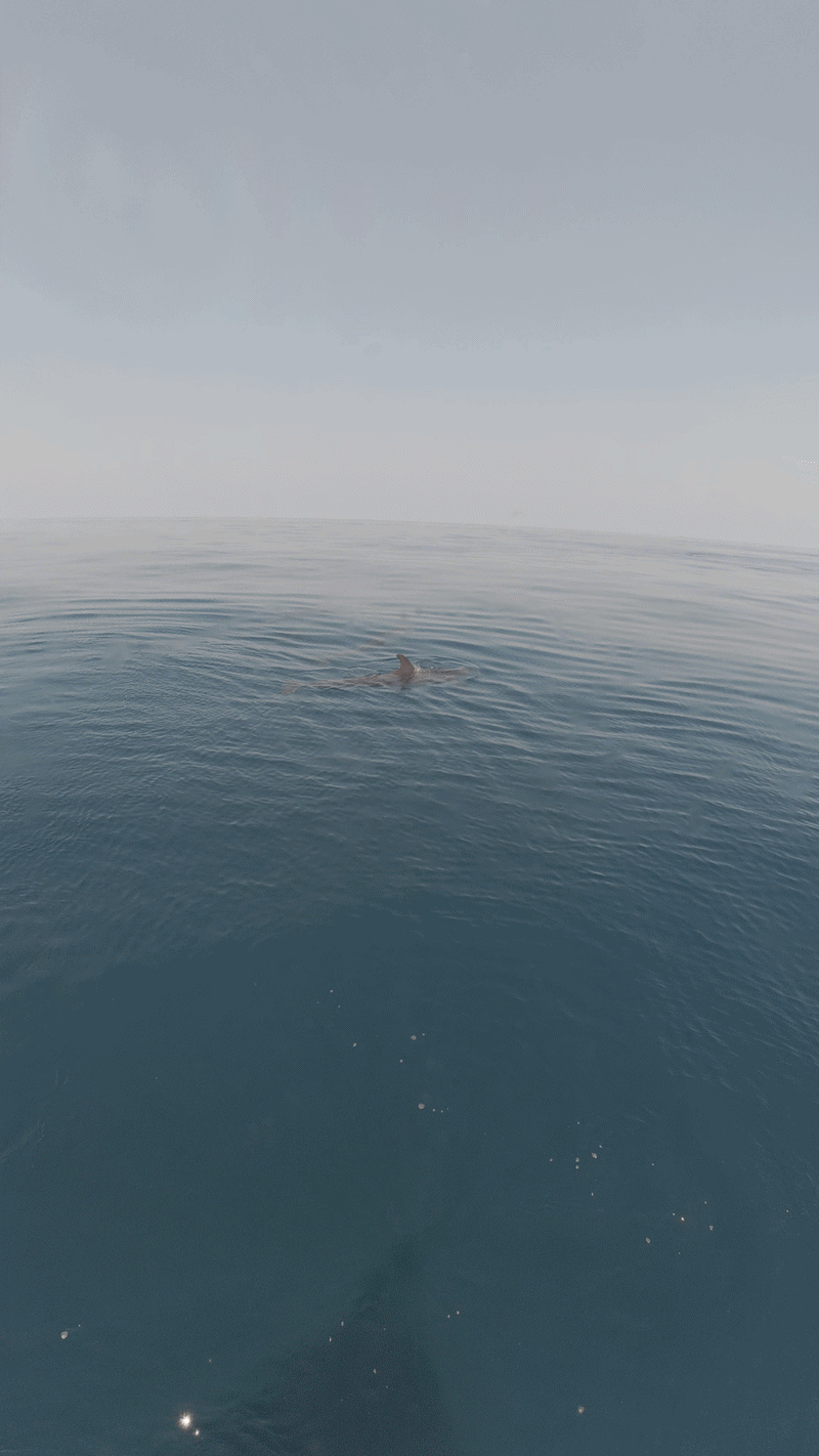 ezgif 4c1902c6ce51ed25