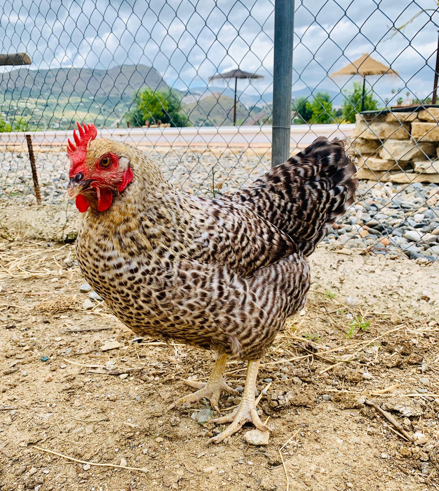 image 12 05 20 01 09 1