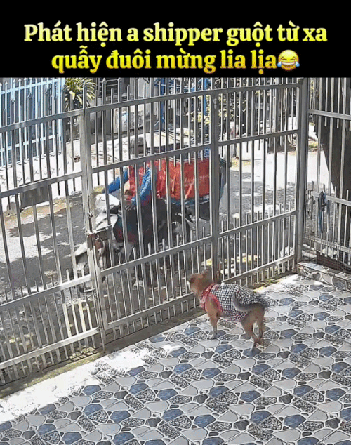 ngocchieuchill ezgifcom resize