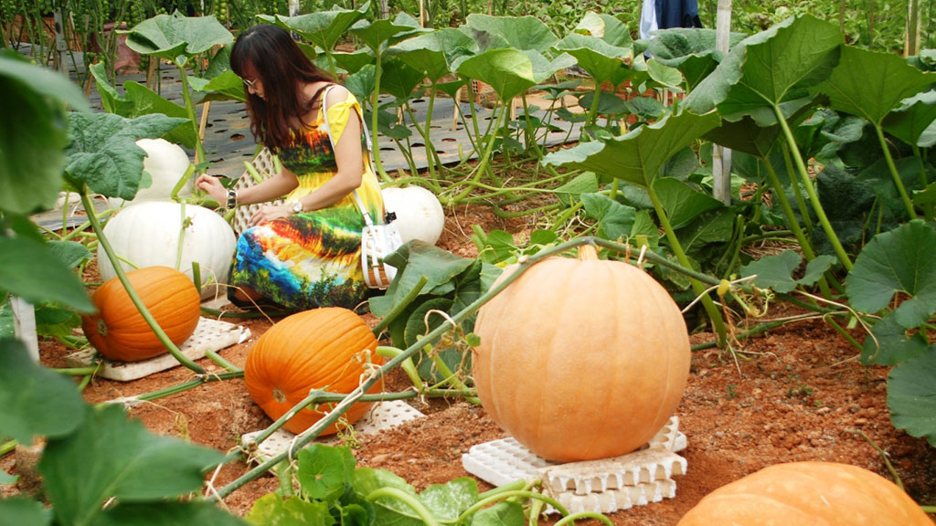 loi khuyen den nhung gia dinh dang trong cay bi do anh3