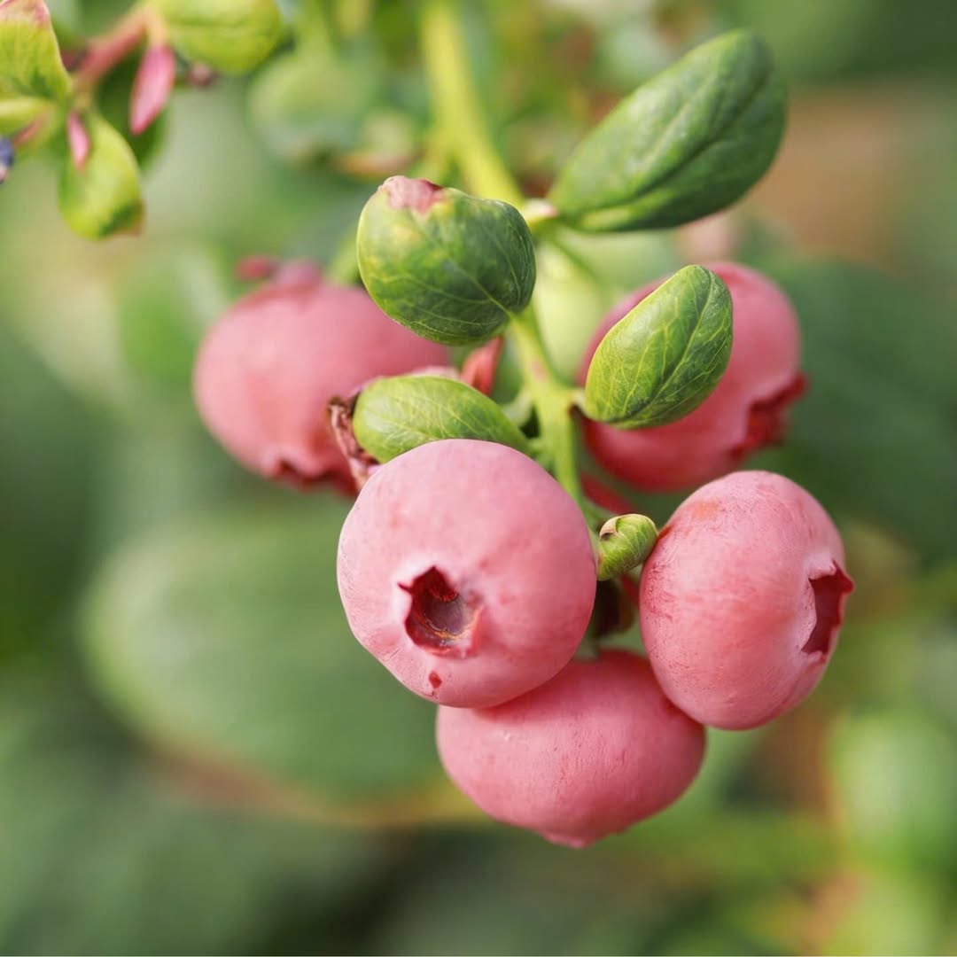 viet quat hong co giau dinh duong hon viet quat xanh khong anh51