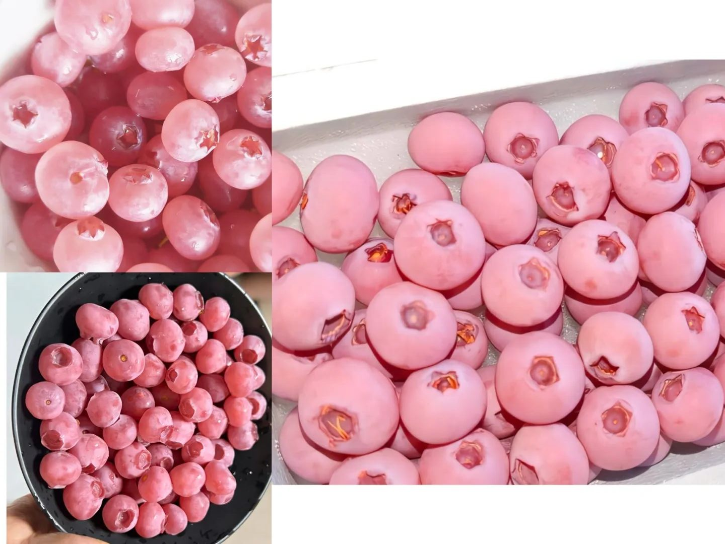 viet quat hong co giau dinh duong hon viet quat xanh khong anh6