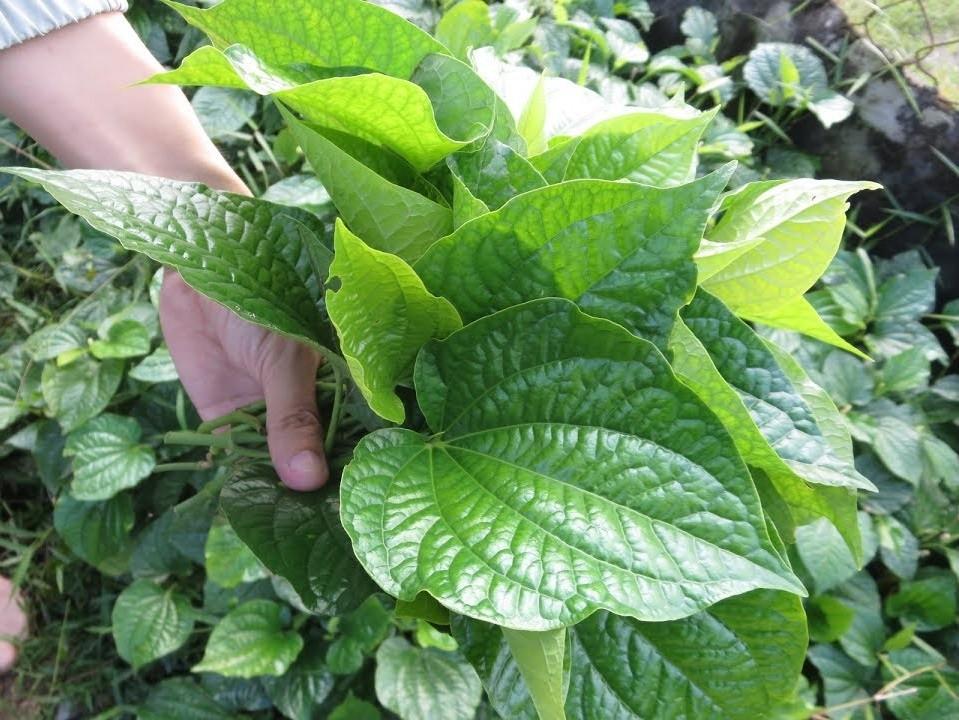loi khuyen den nhung gia dinh dang trong cay la lot anh3