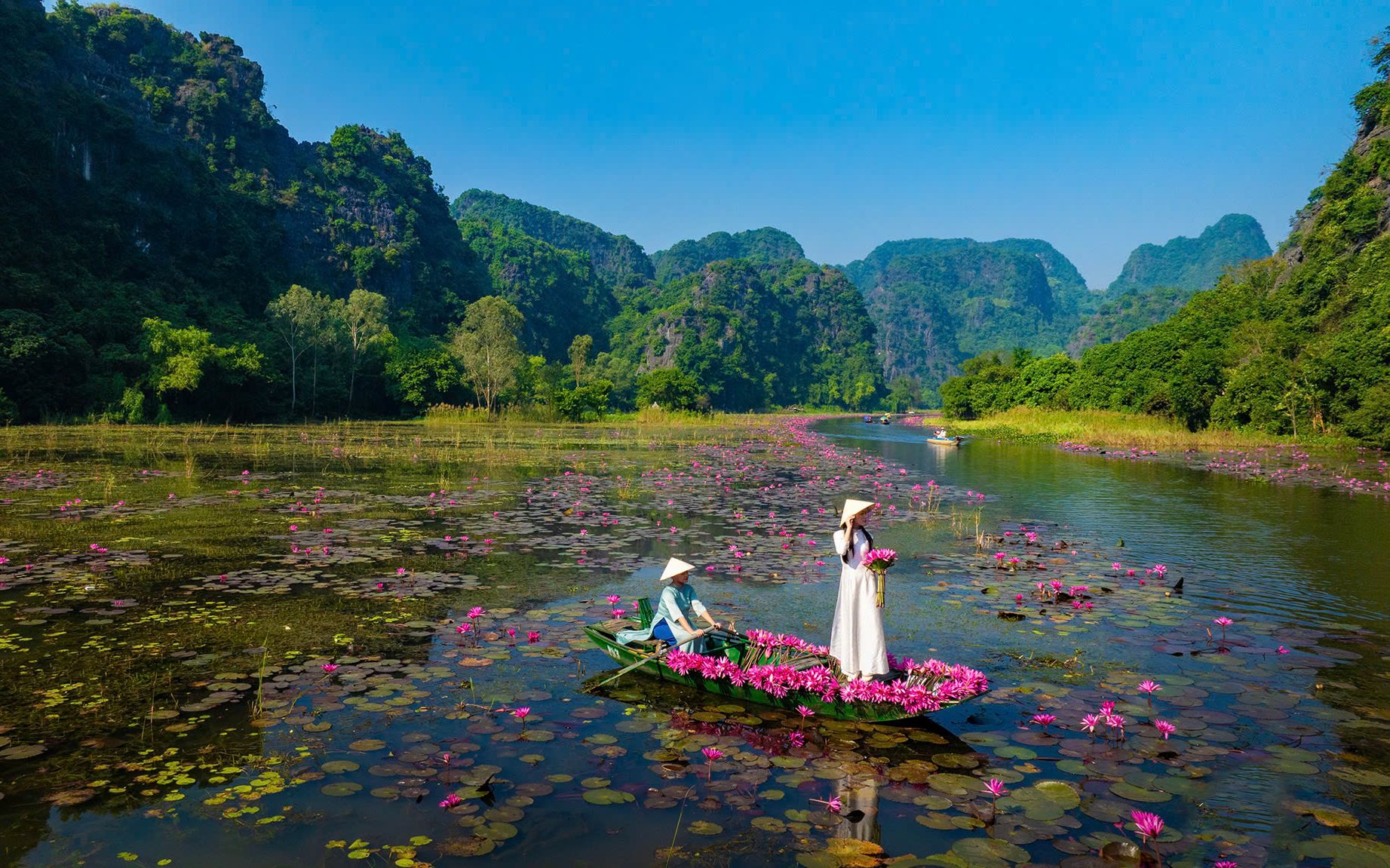 hoa sung ninh binh30 62064779039201061580666 74075892045743632580529
